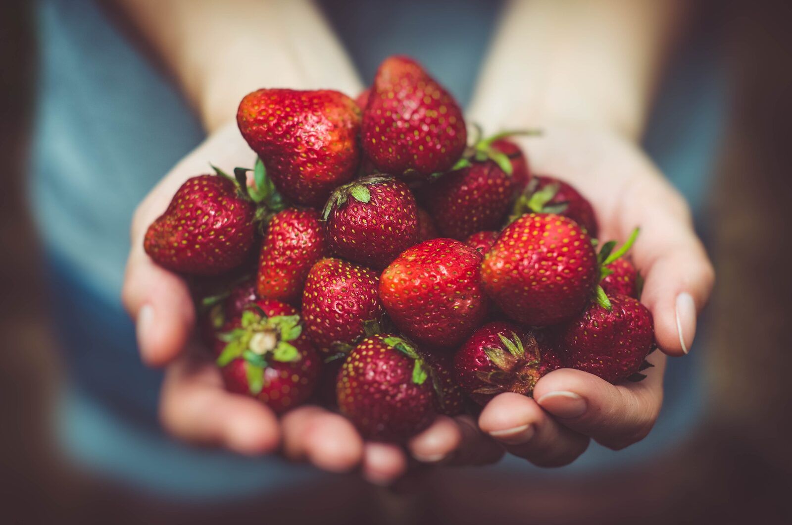 Dos manos sostienen fresas frescas